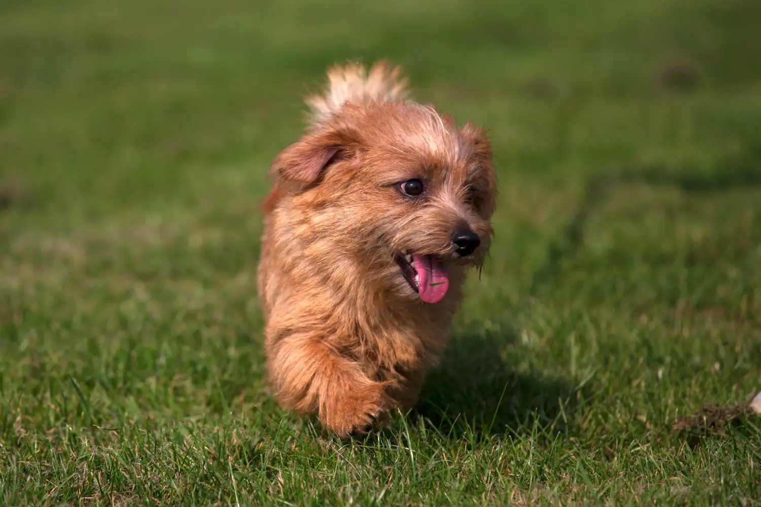 Buying a Norfolk Terrier puppy means taking responsibility! Buy Norfolk Terrier puppies.