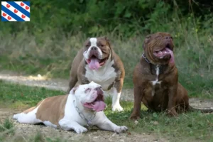 Read more about the article Olde English Bulldog breeder and puppies in Friesland