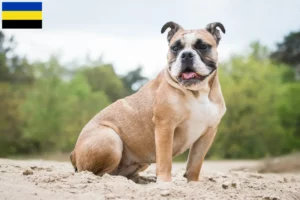 Read more about the article Olde English Bulldog breeders and puppies in Gelderland