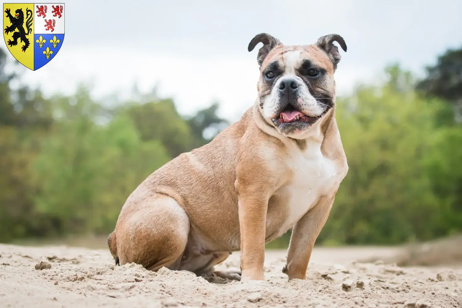 Read more about the article Olde English Bulldog breeders and puppies in Hauts-de-France