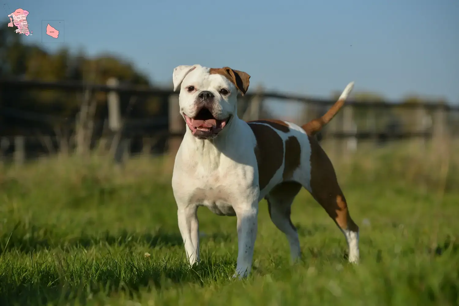 Olde English Bulldog puppies and breeder Hovedstaden Find Olde English Bulldog breeders in Hovedstaden here.