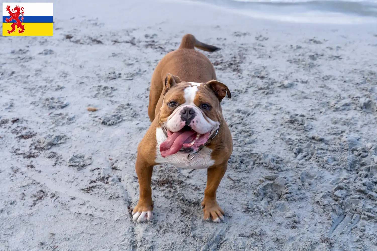 Read more about the article Olde English Bulldog breeder and puppies in Limburg