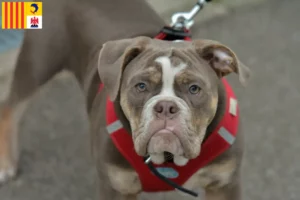 Read more about the article Olde English Bulldog breeders and puppies in Provence-Alpes-Côte d’Azur