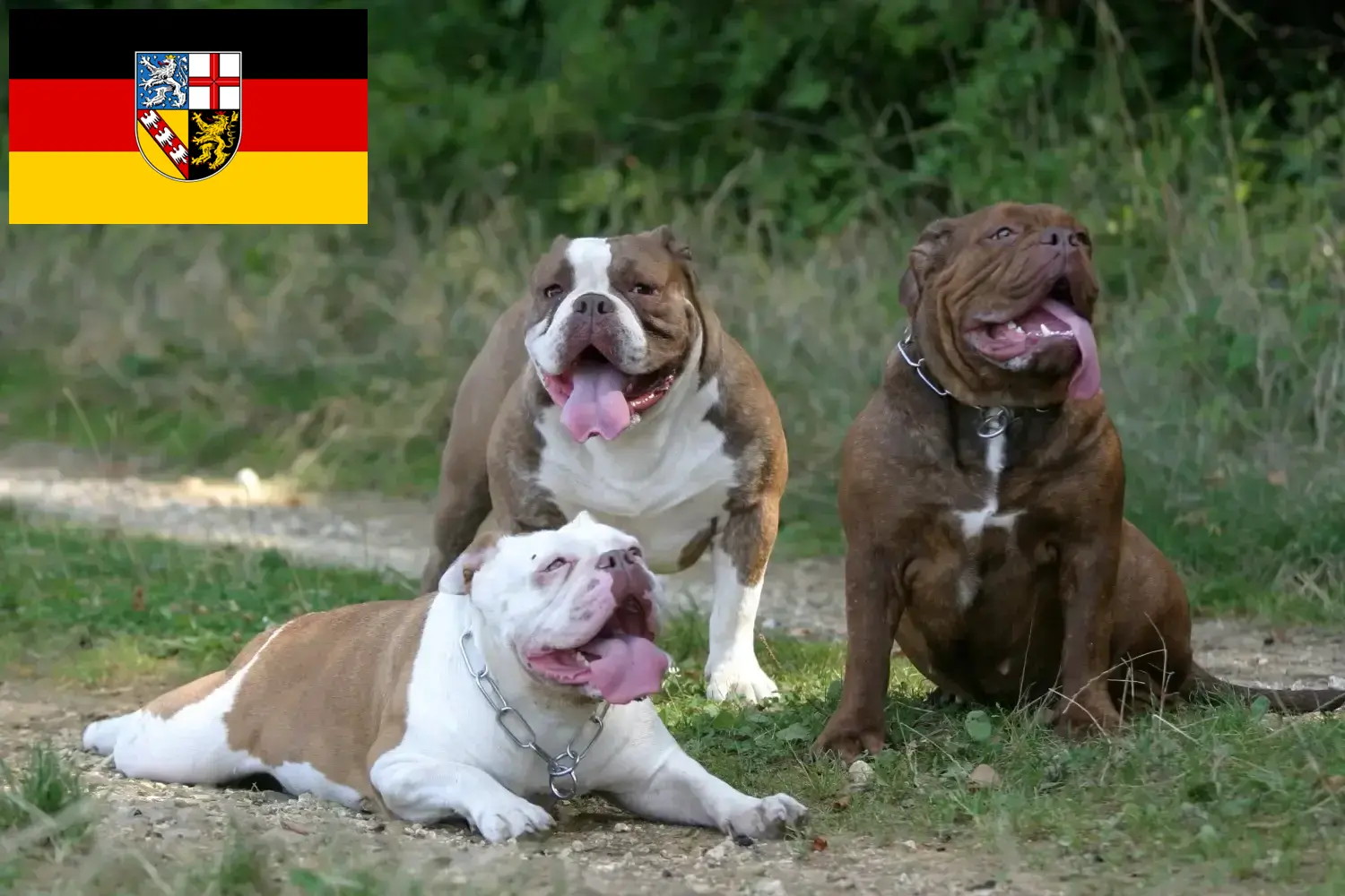 Olde English Bulldog puppies and breeder Saarland Here you can find Olde English Bulldog breeders im Saarland.
