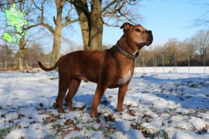 Read more about the article Olde English Bulldog breeders and puppies in Sjælland
