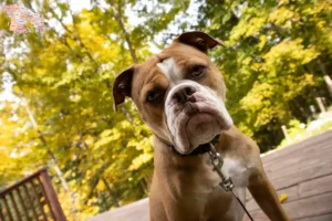 Read more about the article Olde English Bulldog breeders and puppies in Syddanmark