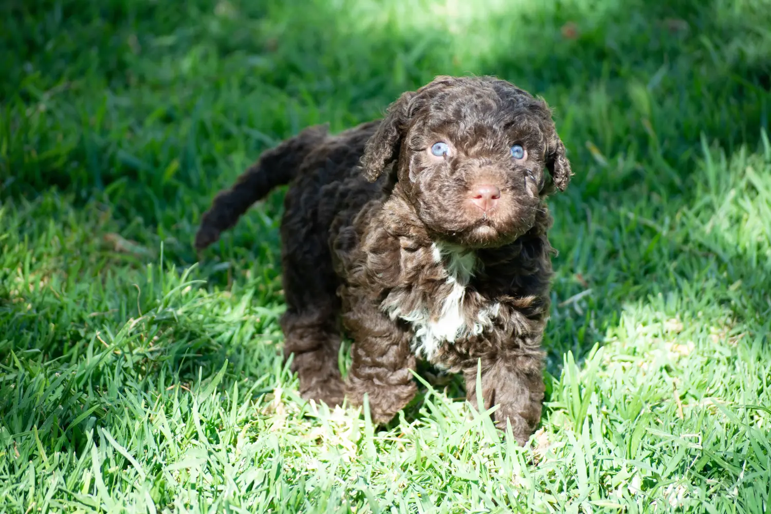 Buying a Perro de Agua Español puppy means taking responsibility! Buy Perro de Agua Español puppies.