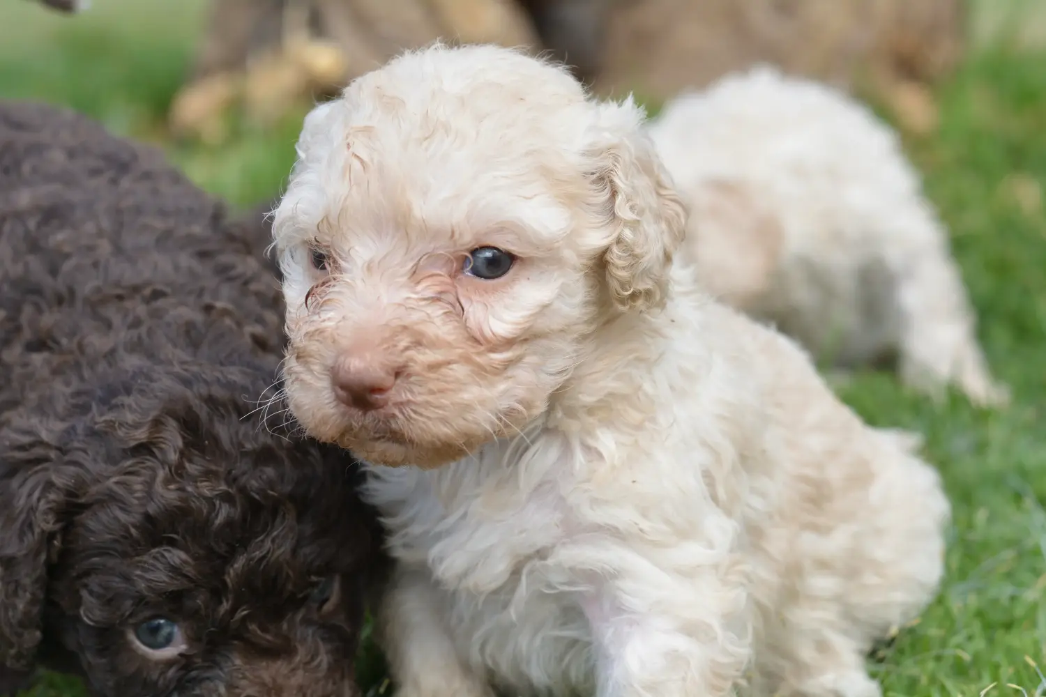 Buying a Perro de Agua Español puppy means taking responsibility! Buy Perro de Agua Español puppies.