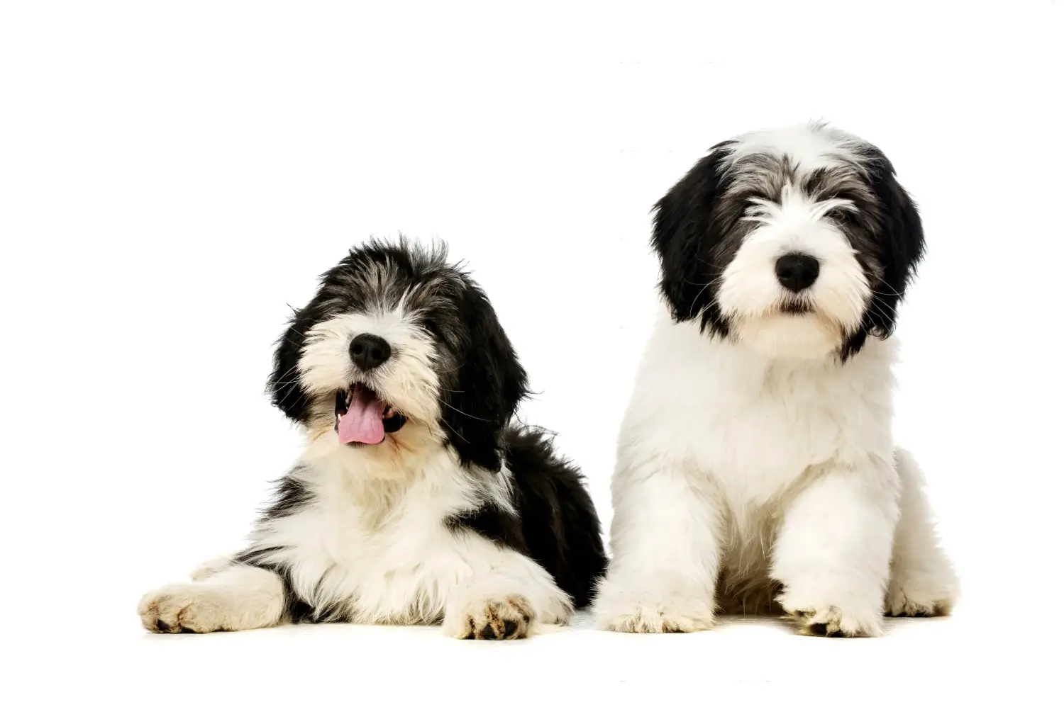Buying a PON puppy means taking responsibility! Buy PON puppies.