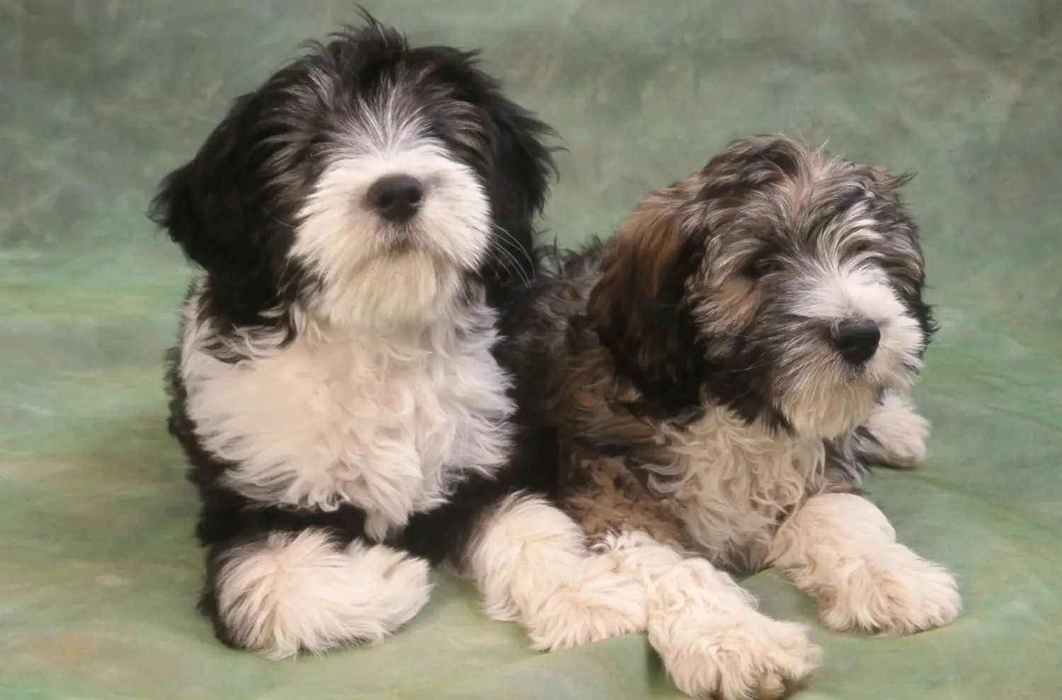 Buying a PON puppy means taking responsibility! Buy PON puppies.