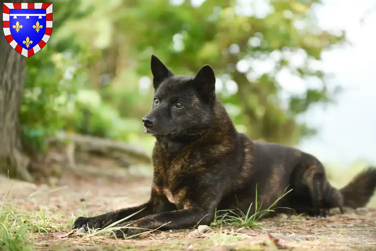 Kai puppies and breeders Centre-Val de Loire Here you can find Kais breeders in Centre-Val de Loire.
