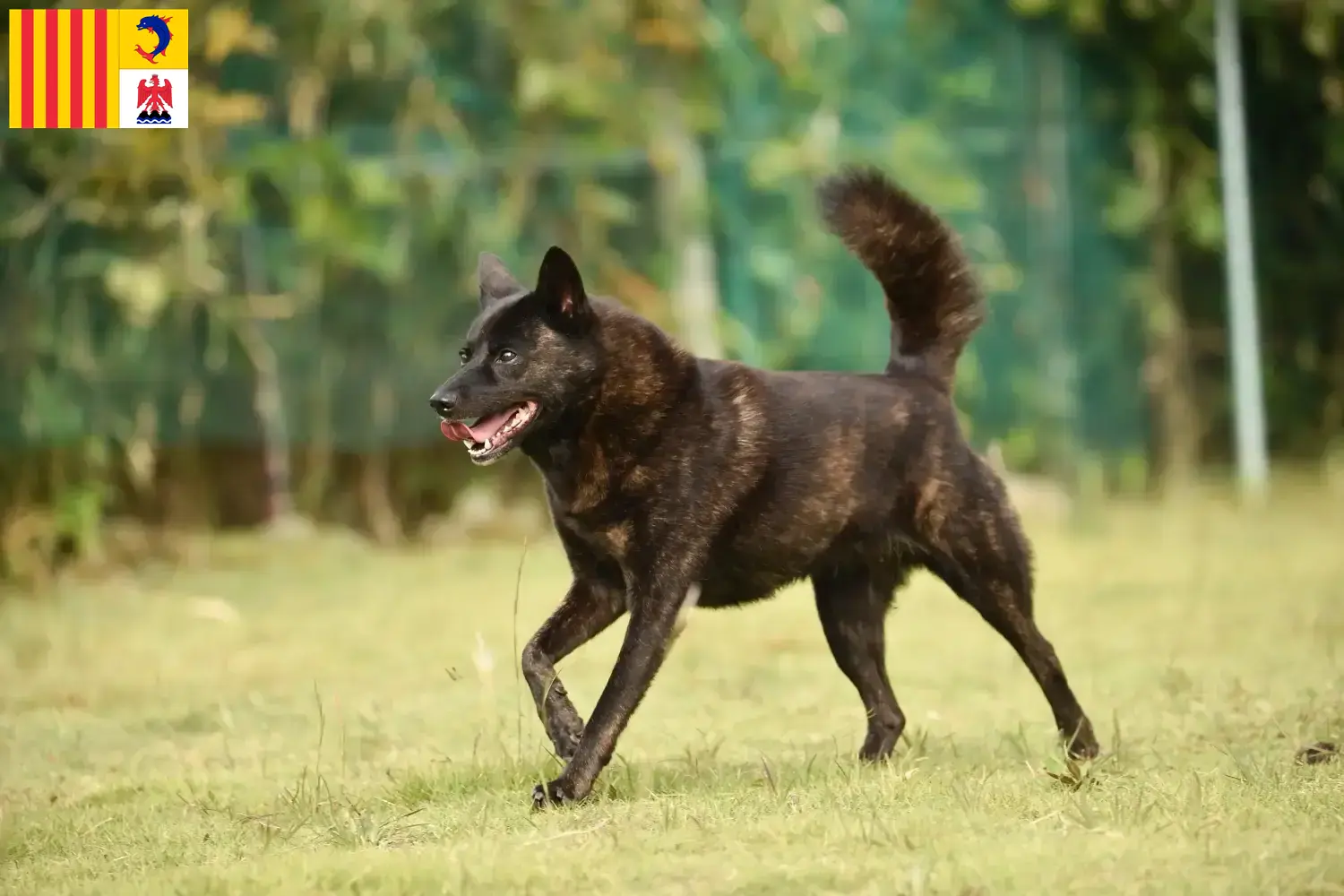 Kai puppies and breeders Provence-Alpes-Côte d'Azur Here you can find Kais breeders in Provence-Alpes-Côte d'Azur.