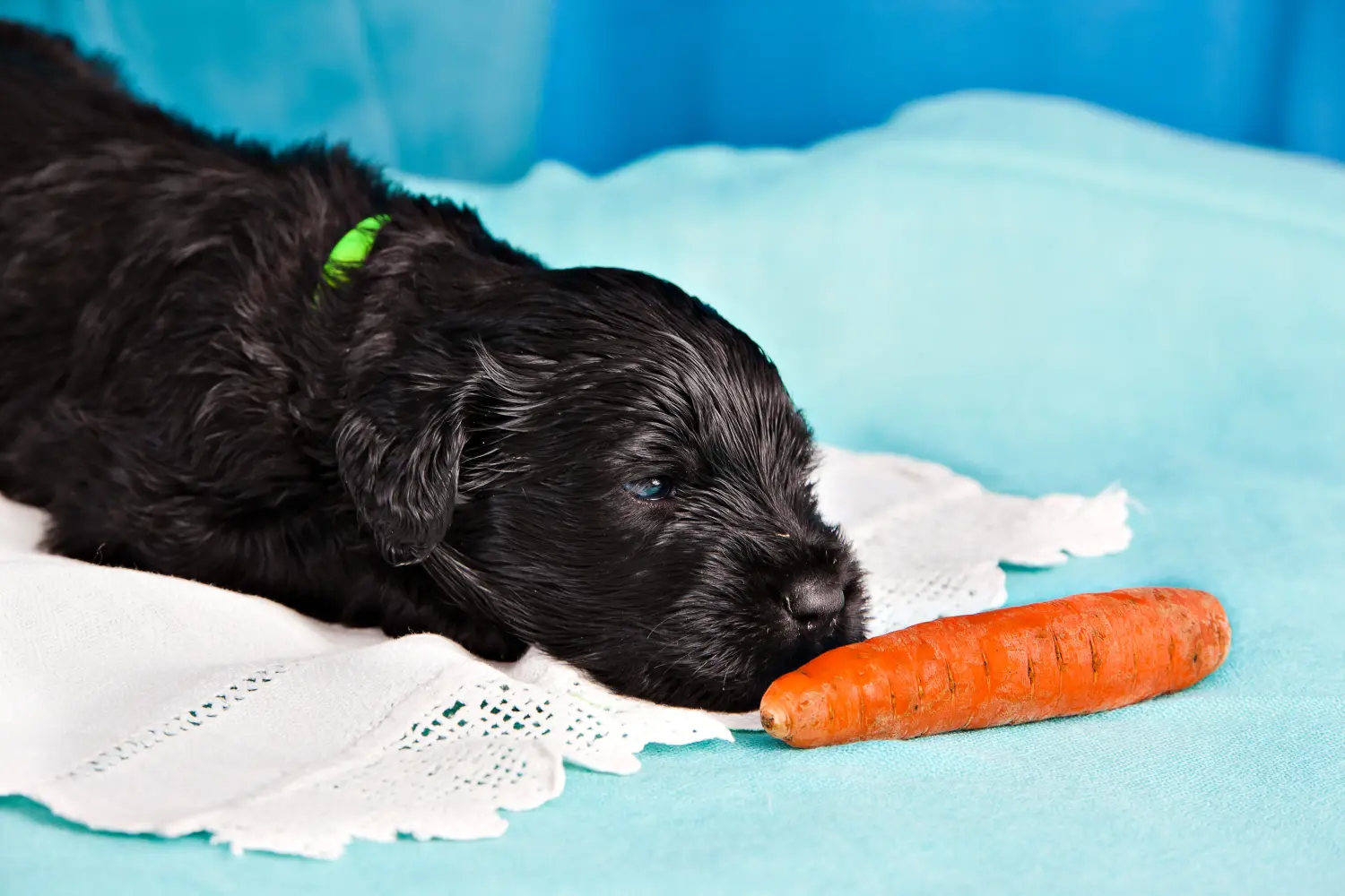 Buying a Russian Black Terrier puppy means taking responsibility! Buy Russian Black Terrier puppies.