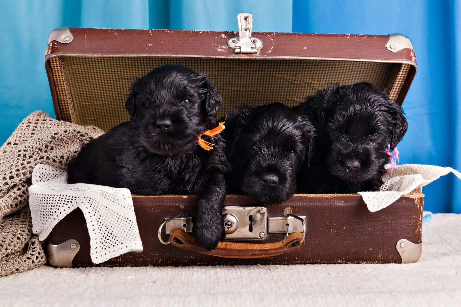 Buying a Russian Black Terrier puppy means taking responsibility! Buy Russian Black Terrier puppies.