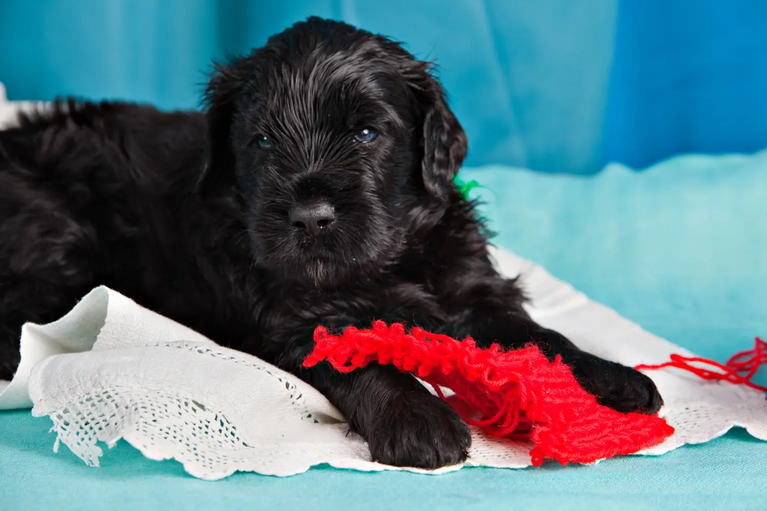 Buying a Russian Black Terrier puppy means taking responsibility! Buy Russian Black Terrier puppies.