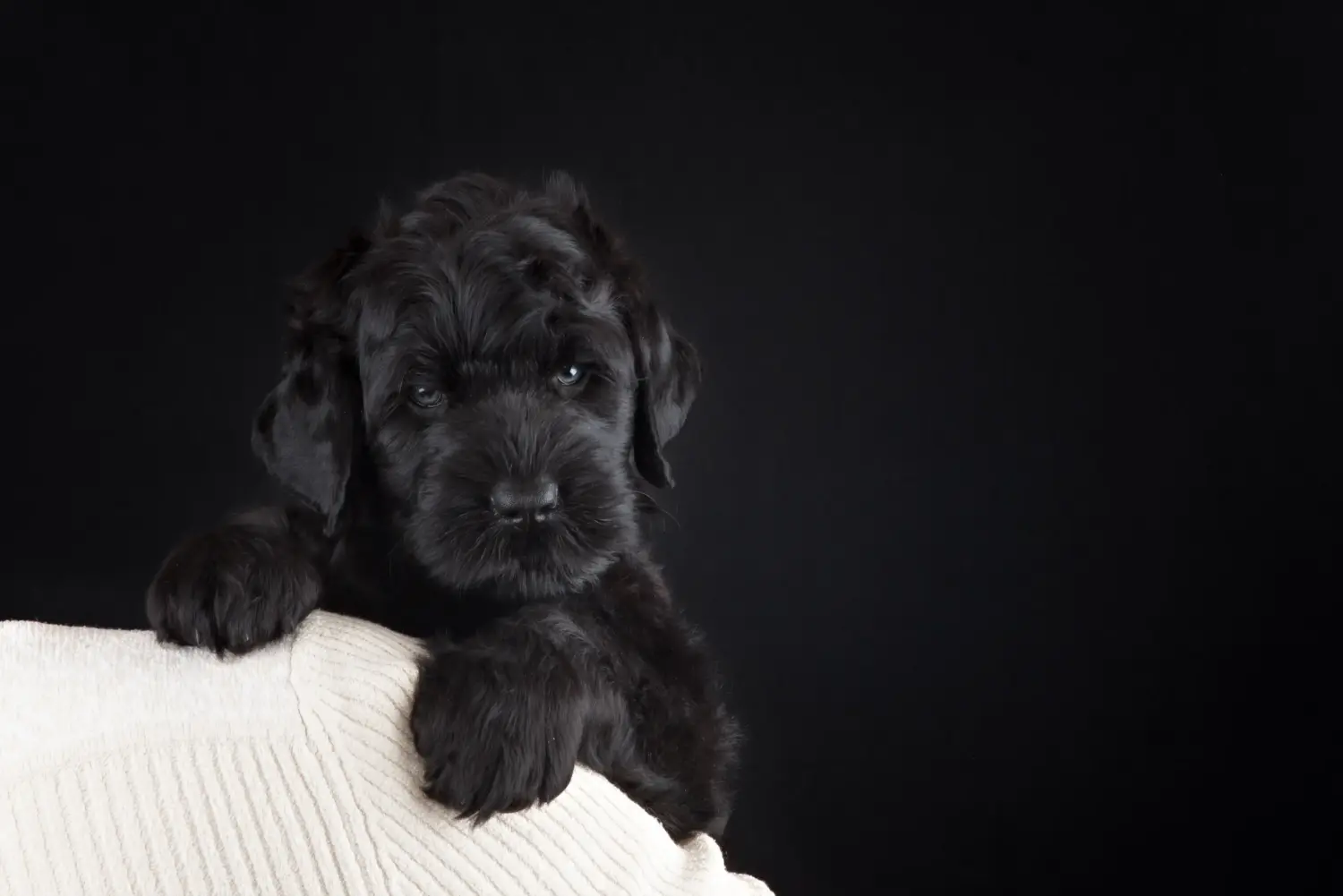 Buying a Russian Black Terrier puppy means taking responsibility! Buy Russian Black Terrier puppies.