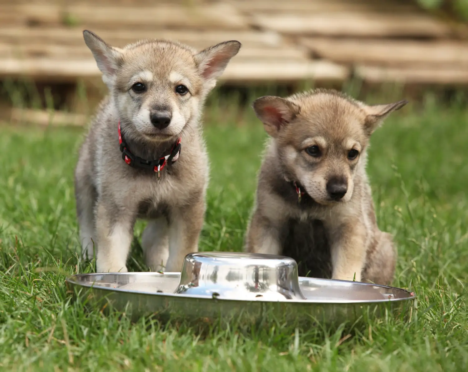 Buying a Saarloos wolfhound puppy means taking responsibility! Buy Saarloos wolfhound puppies.