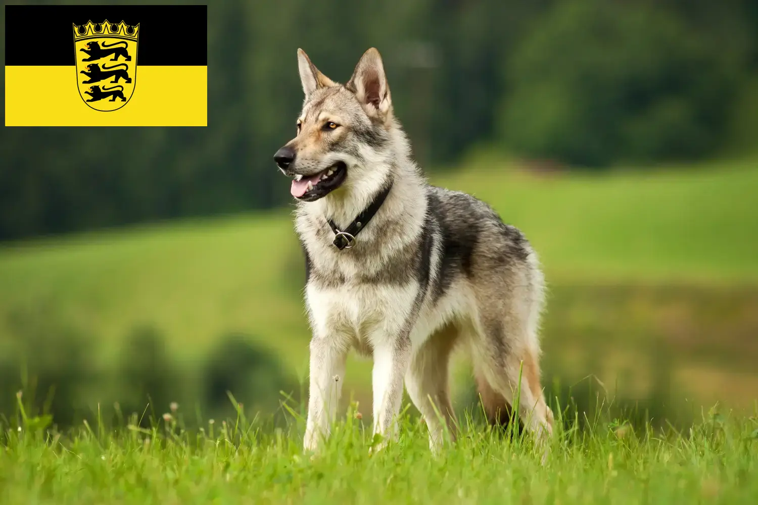 Saarloos Wolfhound puppies and breeders Baden-Württemberg Here you can find Saarloos Wolfdog breeders in Baden-Württemberg.