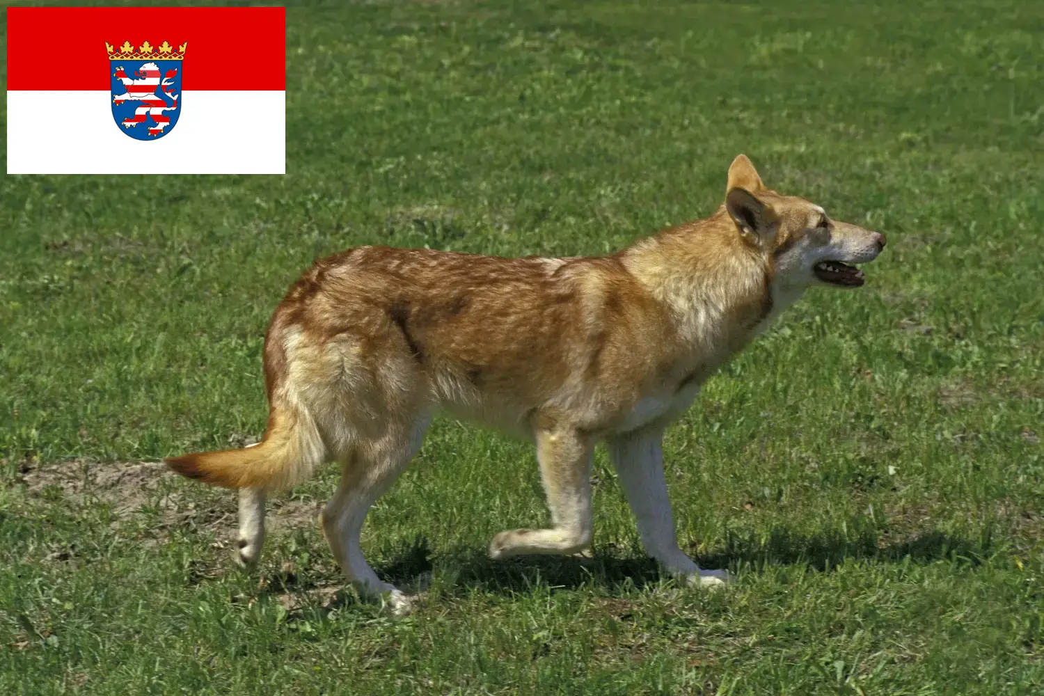 Saarloos-Wolfdog puppies and breeders Hessen Here you can find Saarloos Wolfdog breeders in Hessen.