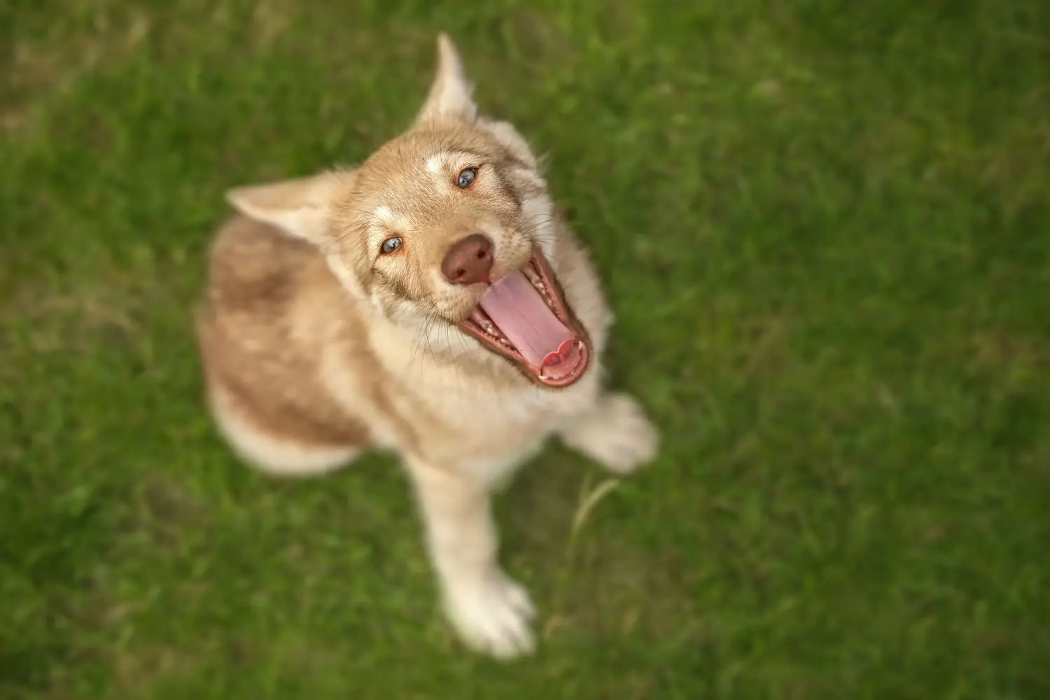 Buying a Saarloos wolfhound puppy means taking responsibility! Buy Saarloos wolfhound puppies.