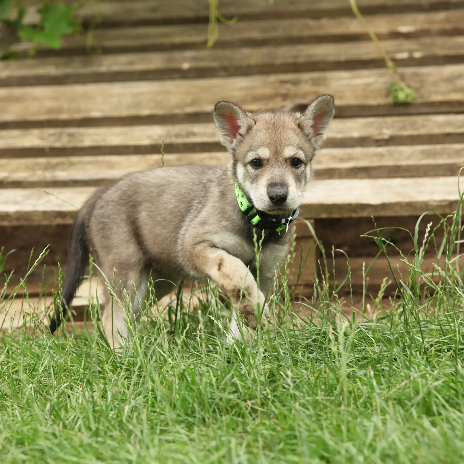 Buying a Saarloos wolfhound puppy means taking responsibility! Buy Saarloos wolfhound puppies.