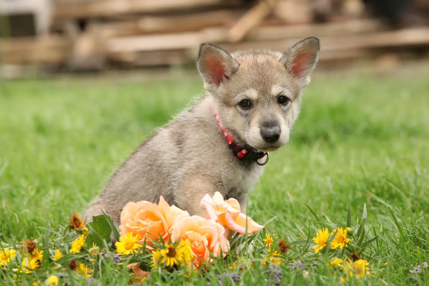 Buying a Saarloos wolfhound puppy means taking responsibility! Buy Saarloos wolfhound puppies.