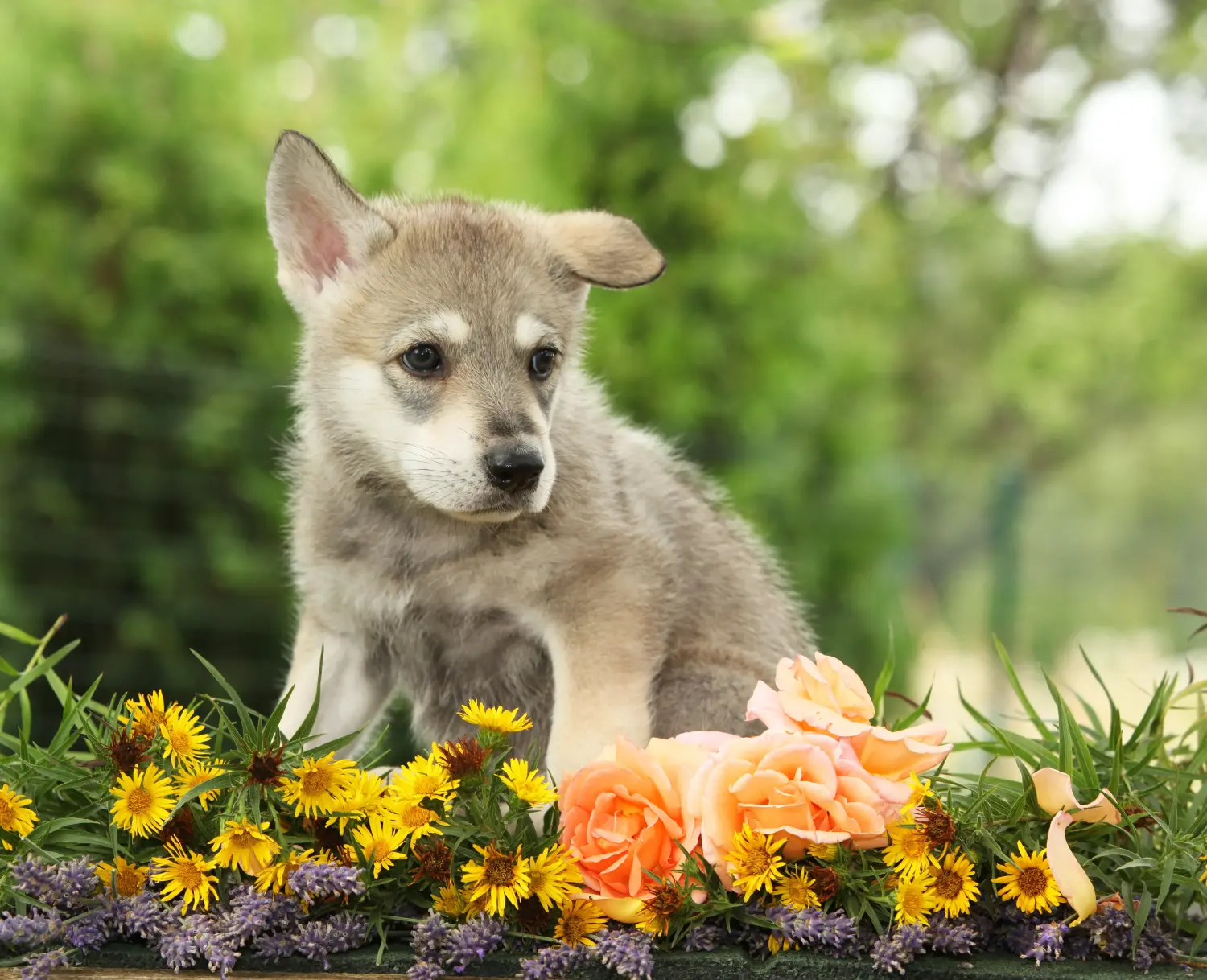 Buying a Saarloos wolfhound puppy means taking responsibility! Buy Saarloos wolfhound puppies.