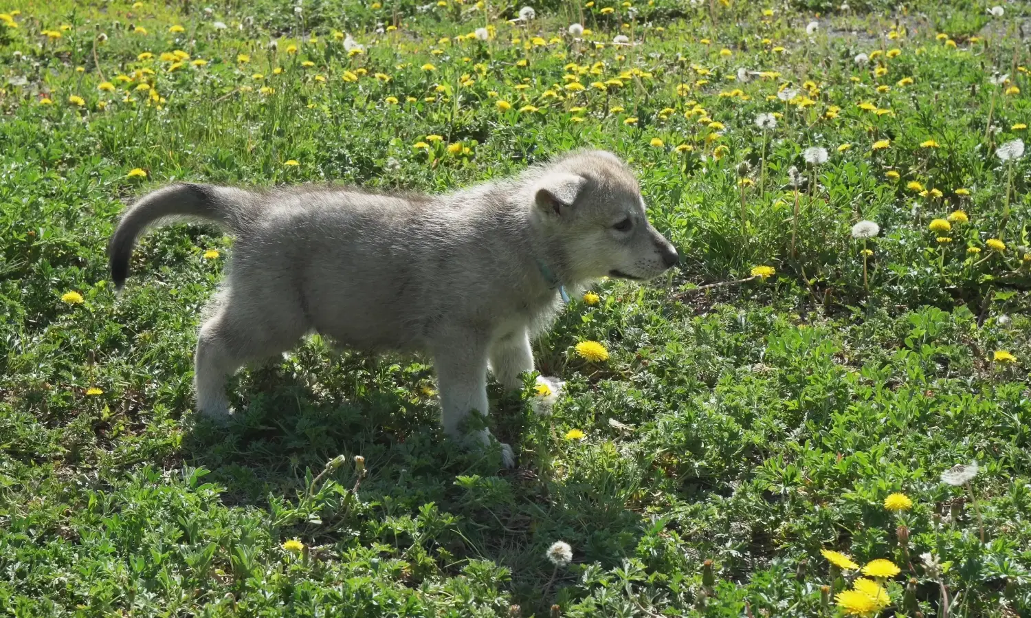 Buying a Saarloos wolfhound puppy means taking responsibility! Buy Saarloos wolfhound puppies.