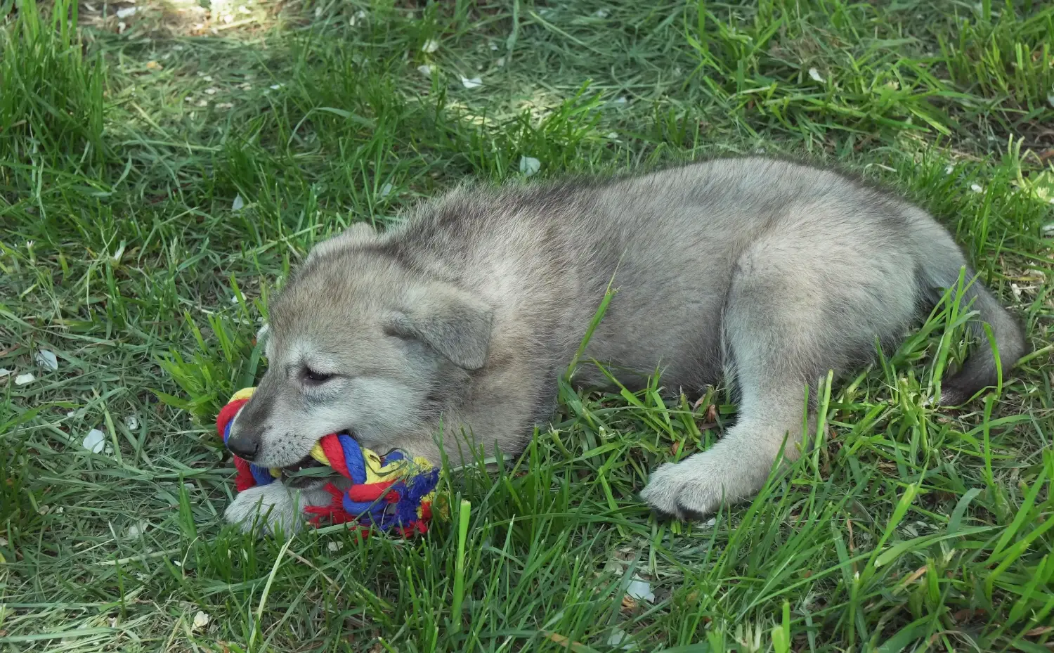 Buying a Saarloos wolfhound puppy means taking responsibility! Buy Saarloos wolfhound puppies.