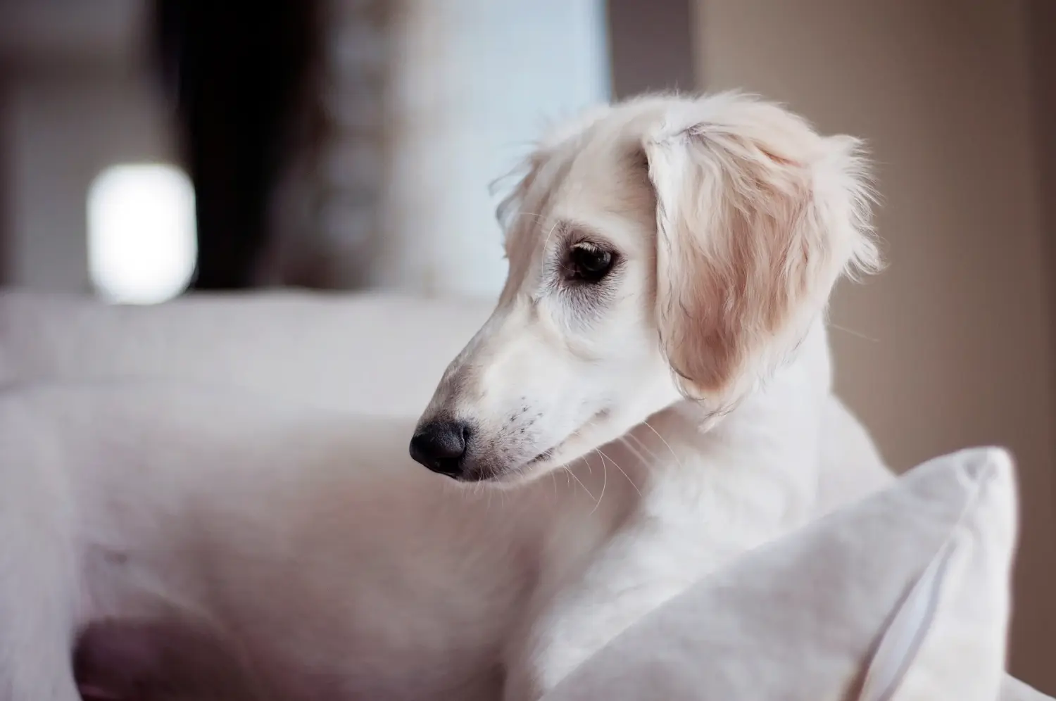 Buying a Saluki puppy means taking responsibility! Buy Saluki puppies.