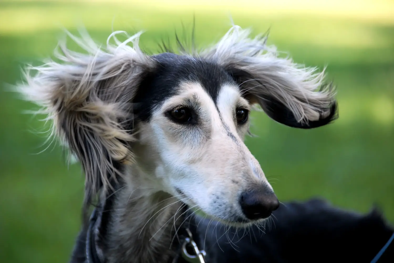 Buying a Saluki puppy means taking responsibility! Buy Saluki puppies.