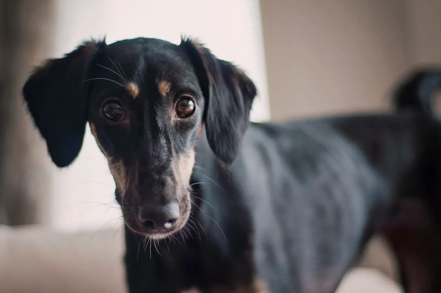 Buying a Saluki puppy means taking responsibility! Buy Saluki puppies.