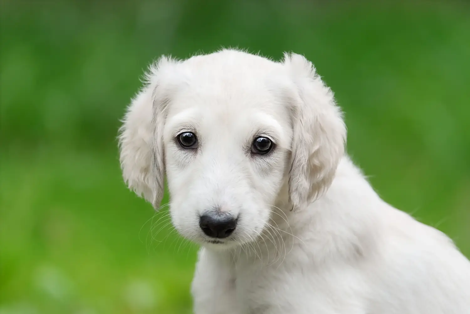 Buying a Saluki puppy means taking responsibility! Buy Saluki puppies.