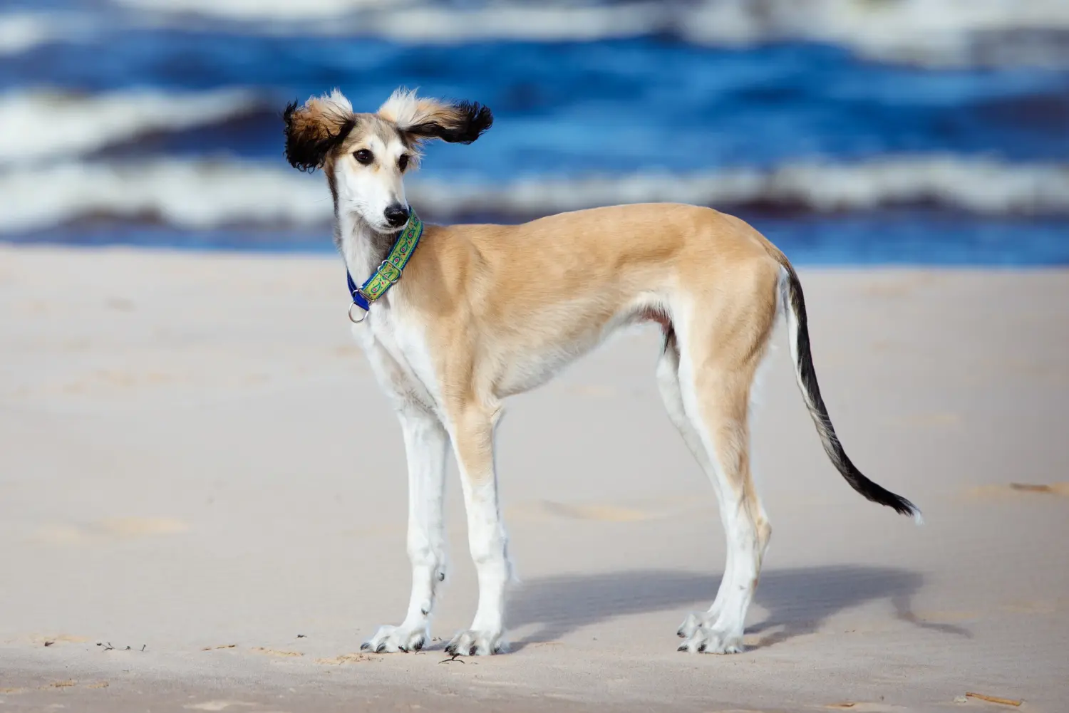 Buying a Saluki puppy means taking responsibility! Buy Saluki puppies.