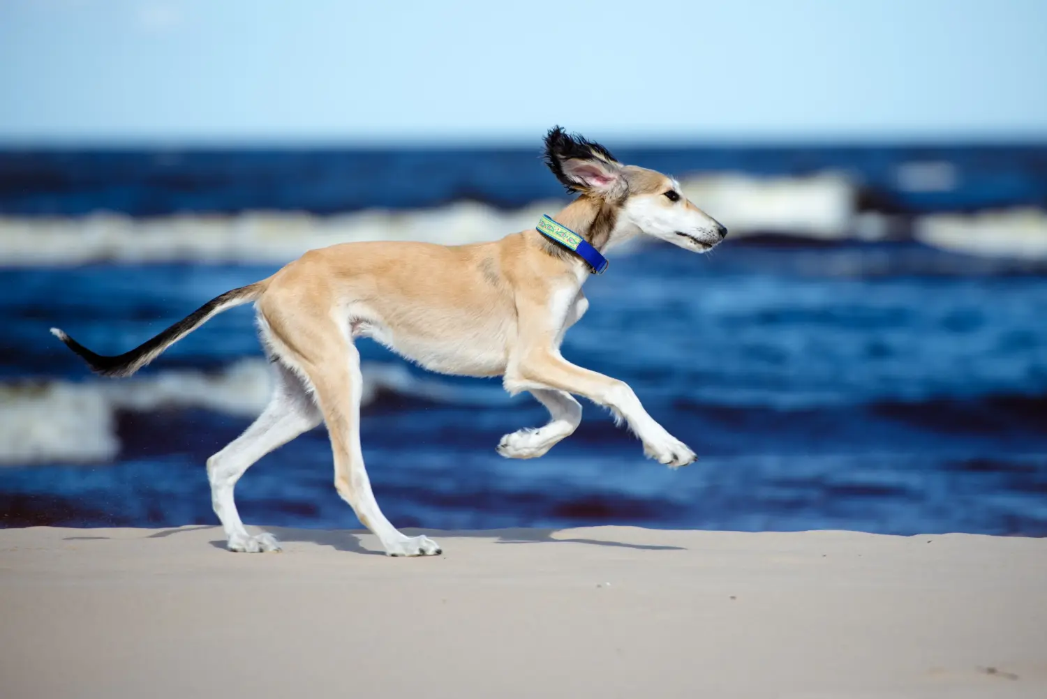 Buying a Saluki puppy means taking responsibility! Buy Saluki puppies.