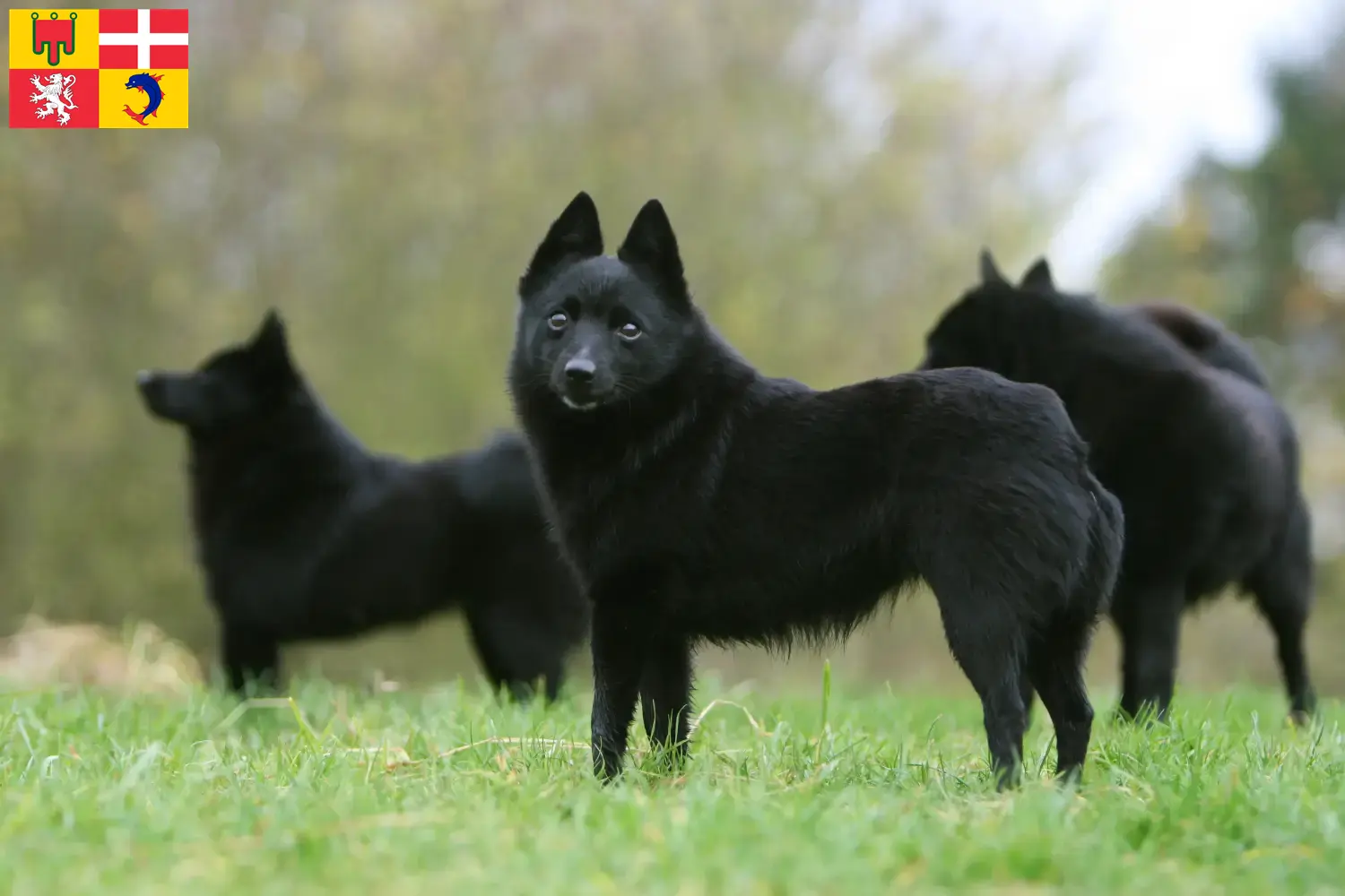 Read more about the article Schipperke breeders and puppies in Auvergne-Rhône-Alpes