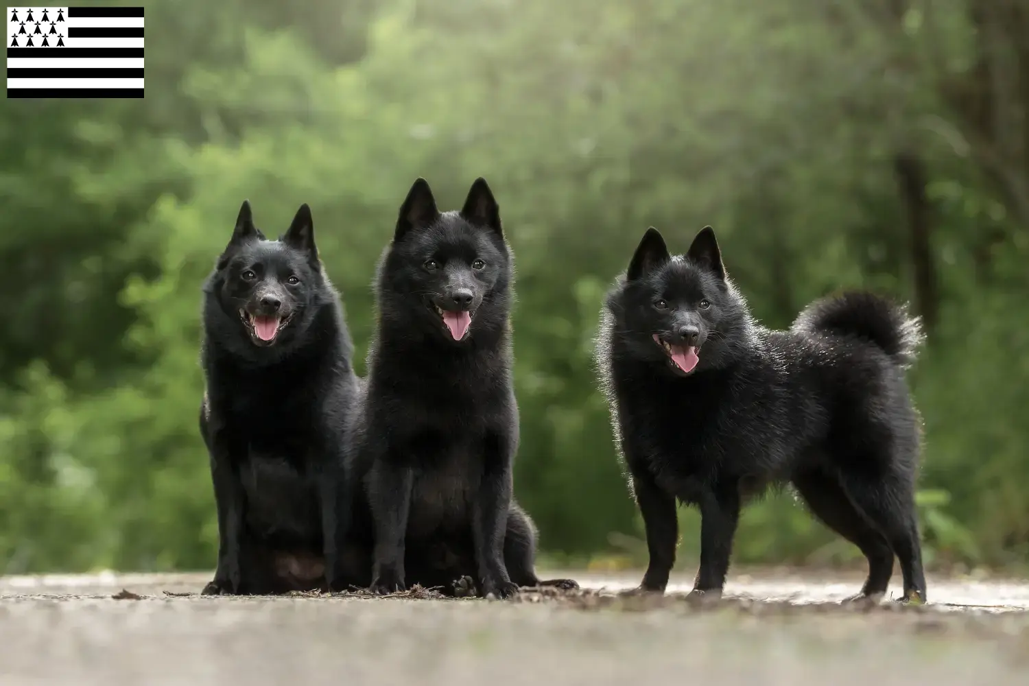 Schipperke puppies and breeder Bretagne Here you can find Schipperkes breeders in Brittany .
