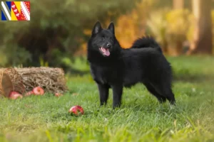 Read more about the article Schipperke breeders and puppies in Grand Est