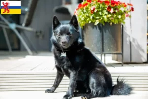Read more about the article Schipperke breeders and puppies in Limburg
