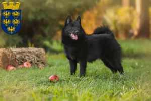 Read more about the article Schipperke breeders and puppies in Lower Austria