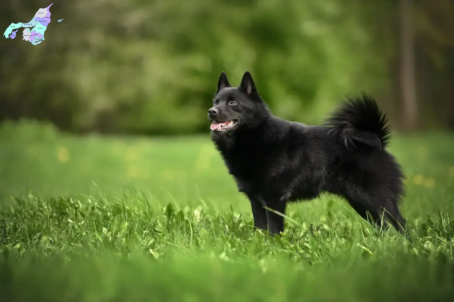 Schipperke puppies and breeders Nordjylland Here you can find Schipperkes breeders in Nordjylland.