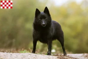 Read more about the article Schipperke breeders and puppies in North Brabant