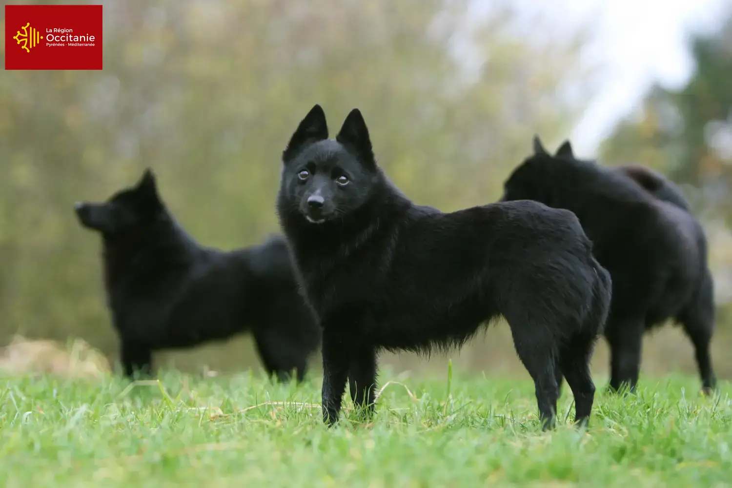Schipperke puppies and breeders Occitania Here you can find Schipperkes breeders in Occitania.