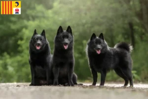 Read more about the article Schipperke breeders and puppies in Provence-Alpes-Côte d’Azur