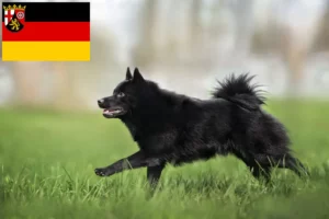 Read more about the article Schipperke breeders and puppies in Rhineland-Palatinate
