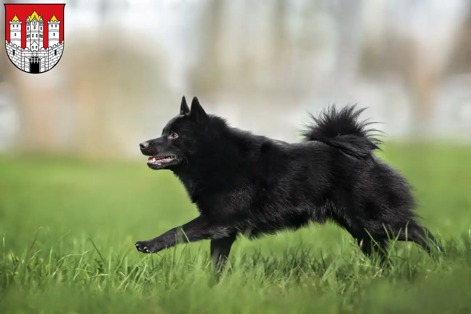 Schipperke puppies and breeders Salzburg Here you can find Schipperkes breeders in Salzburg.