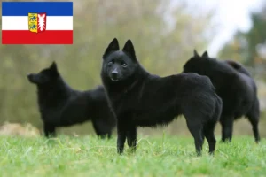 Read more about the article Schipperke breeders and puppies in Schleswig-Holstein