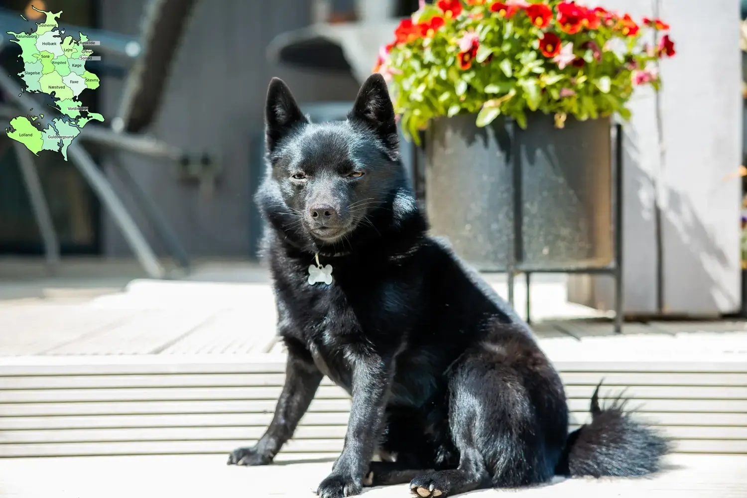 Schipperke puppies and breeders Sjælland Here you can find Schipperkes breeders in Sjælland.