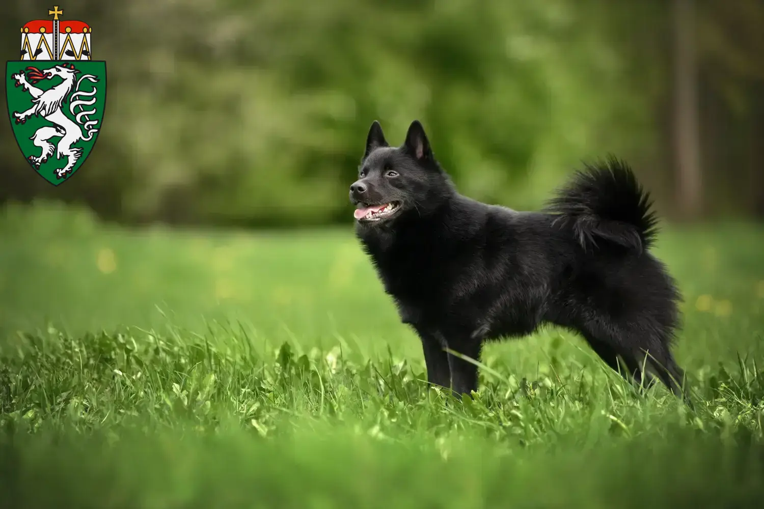 Schipperke puppies and breeders Styria Here you can find Schipperkes breeders in Styria.