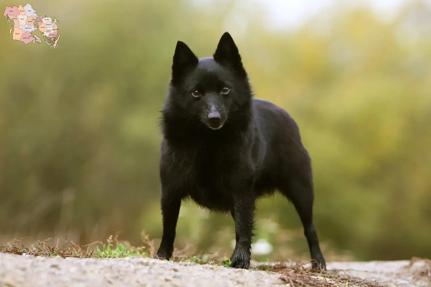 Schipperke puppies and breeders Syddanmark Here you can find Schipperkes breeders in Syddanmark.